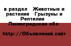  в раздел : Животные и растения » Грызуны и Рептилии . Ленинградская обл.